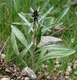 protěž norská <i>(Gnaphalium norvegicum)</i> / Habitus