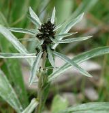 protěž norská <i>(Gnaphalium norvegicum)</i> / Habitus