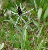 protěž norská <i>(Gnaphalium norvegicum)</i> / Habitus