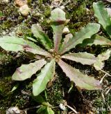 prasetník lysý <i>(Hypochaeris glabra)</i> / Habitus