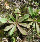 prasetník lysý <i>(Hypochaeris glabra)</i> / Habitus