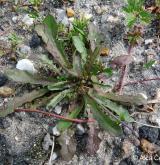 prasetník lysý <i>(Hypochaeris glabra)</i> / Habitus