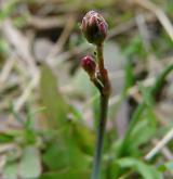 prasetník lysý <i>(Hypochaeris glabra)</i> / Květ/Květenství