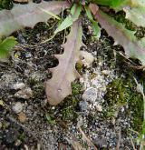 prasetník lysý <i>(Hypochaeris glabra)</i> / List