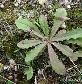 prasetník lysý <i>(Hypochaeris glabra)</i> / Habitus