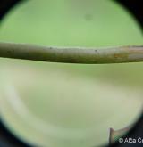 prasetník lysý <i>(Hypochaeris glabra)</i> / Stonek