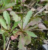 prasetník lysý <i>(Hypochaeris glabra)</i> / Habitus
