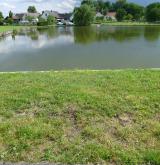 prasetník lysý <i>(Hypochaeris glabra)</i> / Porost