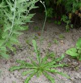 prasetník lysý <i>(Hypochaeris glabra)</i> / Habitus