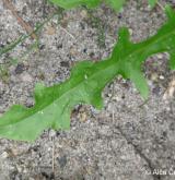 prasetník lysý <i>(Hypochaeris glabra)</i> / List