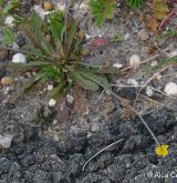 prasetník lysý <i>(Hypochaeris glabra)</i> / Habitus