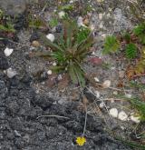 prasetník lysý <i>(Hypochaeris glabra)</i> / Habitus