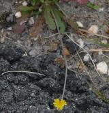 prasetník lysý <i>(Hypochaeris glabra)</i> / Ostatní