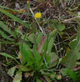 prasetník lysý <i>(Hypochaeris glabra)</i> / Habitus
