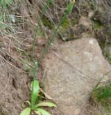 prasetník lysý <i>(Hypochaeris glabra)</i> / Habitus