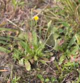 prasetník lysý <i>(Hypochaeris glabra)</i> / Habitus