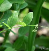 hrachor hrachovitý <i>(Lathyrus pisiformis)</i> / List