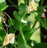 hrachor hrachovitý <i>(Lathyrus pisiformis)</i> / Habitus