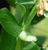 hrachor hrachovitý <i>(Lathyrus pisiformis)</i> / List