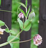 hrachor hrachovitý <i>(Lathyrus pisiformis)</i> / Habitus
