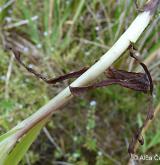 pomněnka trsnatá <i>(Myosotis caespitosa)</i> / Ostatní