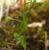 pomněnka trsnatá <i>(Myosotis caespitosa)</i> / Ostatní