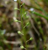pomněnka trsnatá <i>(Myosotis caespitosa)</i> / Habitus