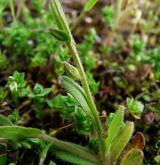 pomněnka drobnokvětá <i>(Myosotis stricta)</i> / List
