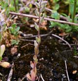 pomněnka drobnokvětá <i>(Myosotis stricta)</i> / Habitus