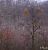 ochmet evropský <i>(Loranthus europaeus)</i> / Habitus