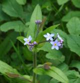 pomněnka lesní <i>(Myosotis sylvatica)</i> / Květ/Květenství