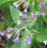 plícník měkký <i>(Pulmonaria mollis)</i> / Květ/Květenství