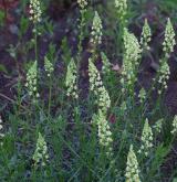 rýt (rezeda) žlutý <i>(Reseda lutea)</i> / Habitus