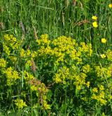 pryšec kosmatý <i>(Euphorbia villosa)</i> / Detail porostu