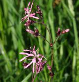 kohoutek luční <i>(Lychnis flos-cuculi)</i> / Květ/Květenství