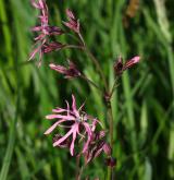 kohoutek luční <i>(Lychnis flos-cuculi)</i> / Květ/Květenství