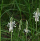 jitrocel prostřední <i>(Plantago media)</i> / Květ/Květenství