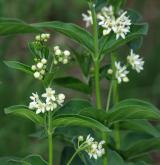 tolita lékařská <i>(Vincetoxicum hirundinaria)</i> / Květ/Květenství