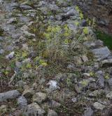 česnek žlutý <i>(Allium flavum)</i> / Porost