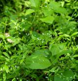 pomněnka řídkokvětá <i>(Myosotis sparsiflora)</i> / Habitus