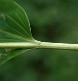 kokořík mnohokvětý <i>(Polygonatum multiflorum)</i> / Stonek