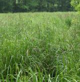 Vegetace vysokých ostřic v litorálu oligotrofních a mezotrofních vod <i>(Magno-Caricion elatae)</i> / Detail porostu