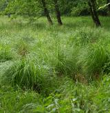 Vegetace vysokých ostřic v litorálu oligotrofních a mezotrofních vod <i>(Magno-Caricion elatae)</i> / Porost