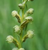 vemeníček zelený <i>(Coeloglossum viride)</i> / Květ/Květenství