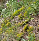 Podhorská acidofilní vegetace mělkých půd <i>(Hyperico perforati-Scleranthion perennis)</i>