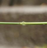 válečka prapořitá <i>(Brachypodium pinnatum)</i> / Stonek