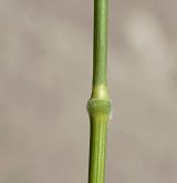 válečka prapořitá <i>(Brachypodium pinnatum)</i> / Stonek