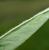 jetel horský <i>(Trifolium montanum)</i> / List