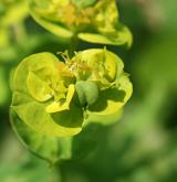 pryšec vrbolistý <i>(Euphorbia salicifolia)</i> / Plod