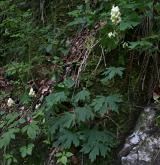 oměj vlčí mor <i>(Aconitum lycoctonum)</i> / Habitus